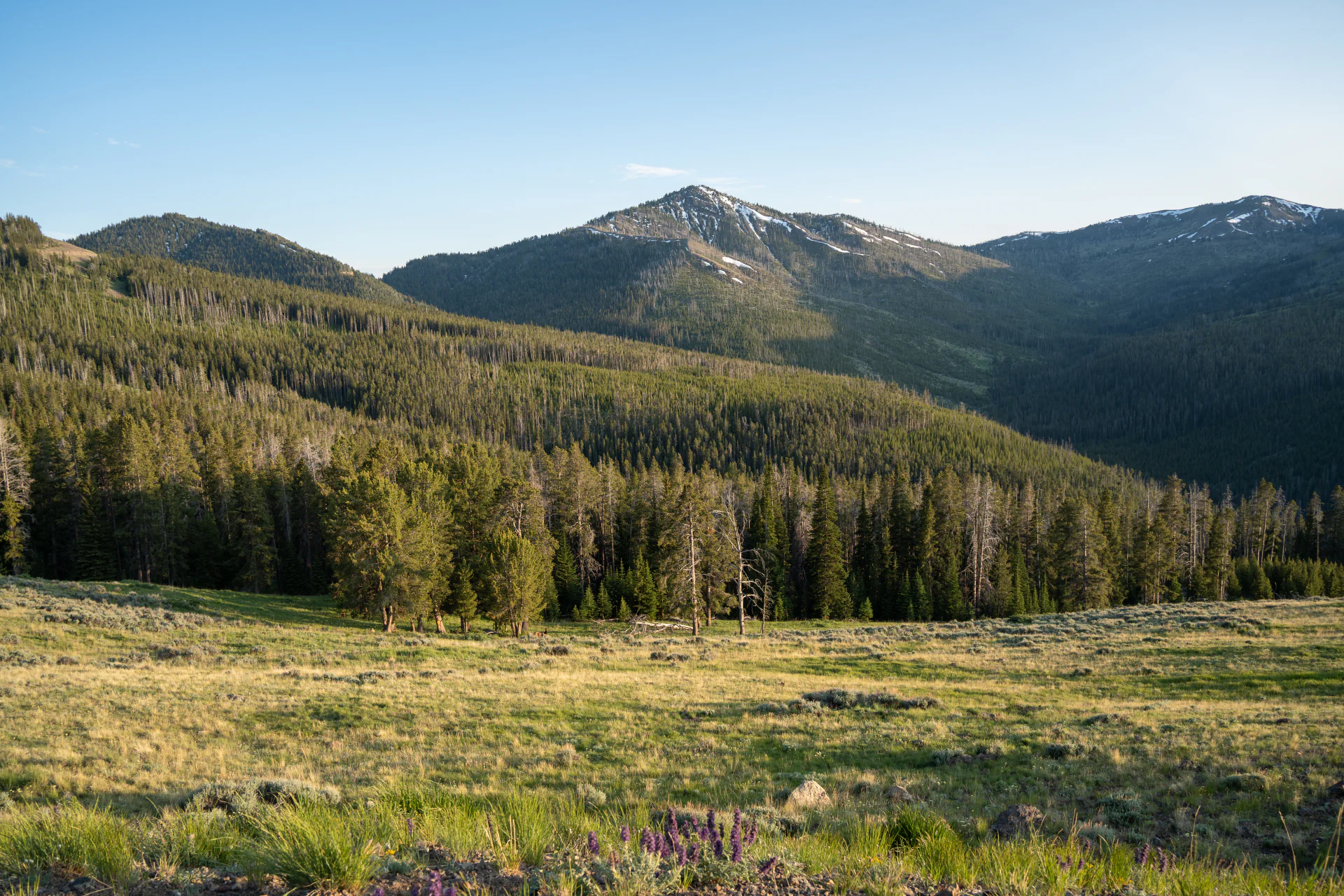 Evening light falling across forested hills and meadows in Yellowstone