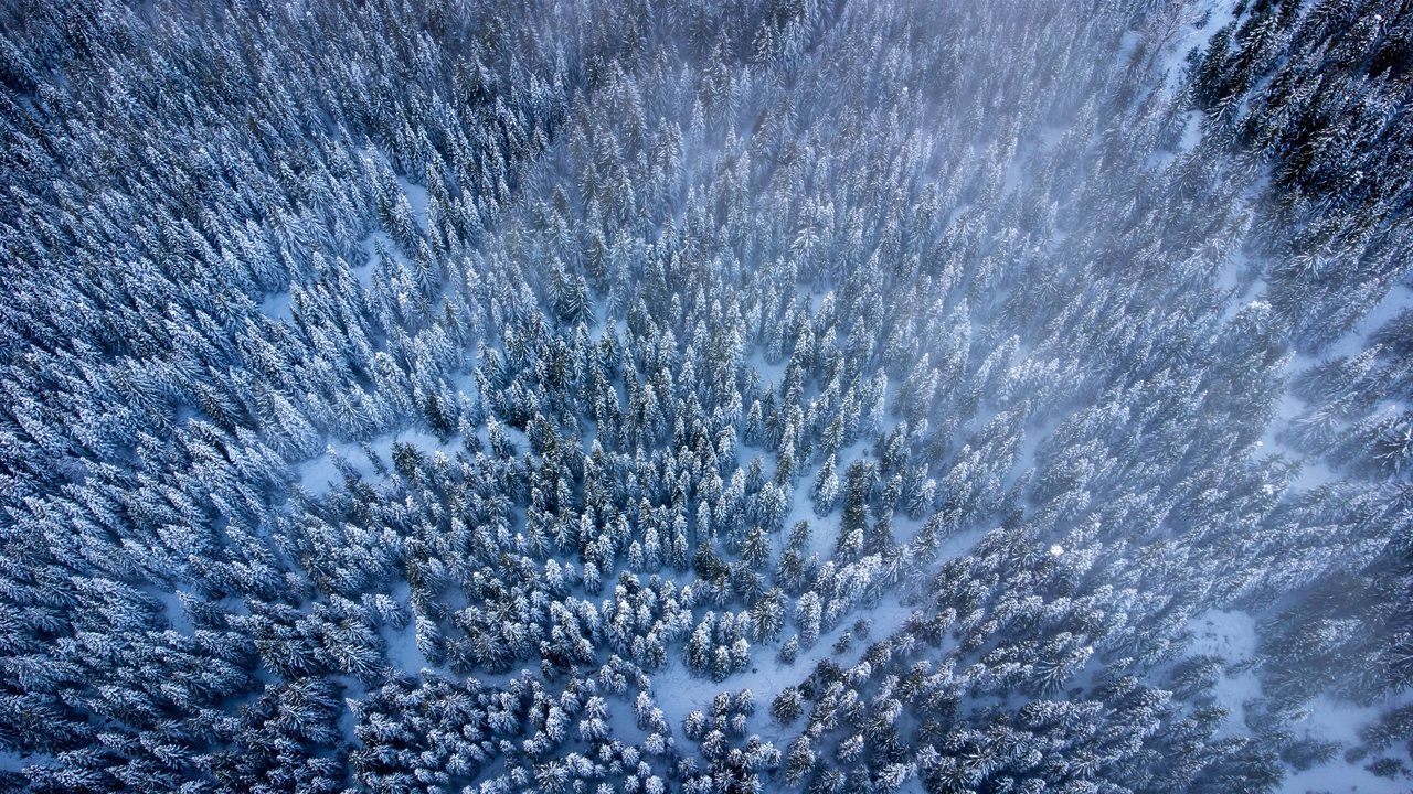 Snow-covered evergreens in a frosted forest at Snoqualmie Pass